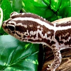 fat tail gecko diet